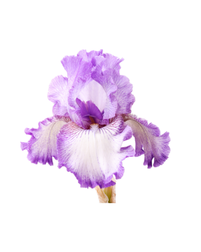nutrimulch-iris